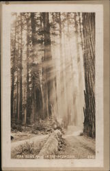 The Sun's Rays in the Redwoods Postcard