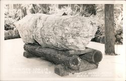 Petrified Log, 15 Million Years Old - Knott's Berry Place Postcard