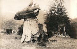 Stumps near Guerneville Postcard