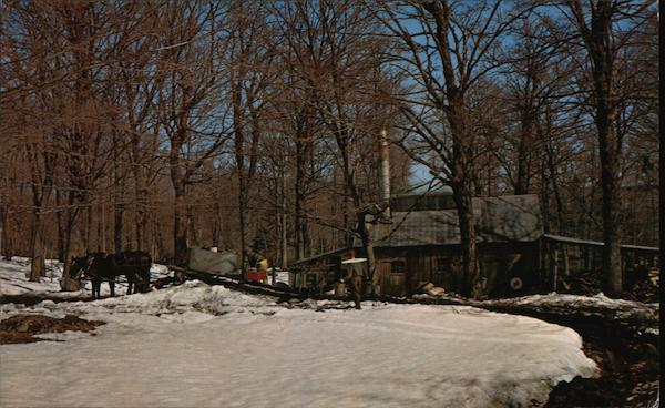 Gathering the sap for the famous Vermont Maple Syrup Charles Trask