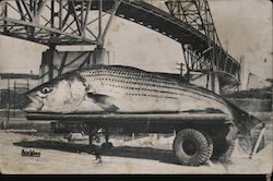 Canal Striper - giant fish on a truck, Cape Cod Massachusetts Postcard Postcard Postcard