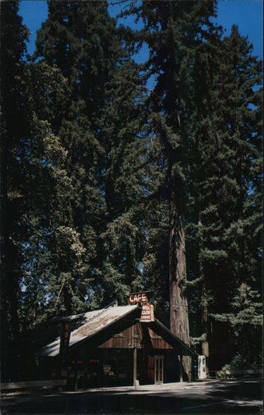 Bell Glen Redwood Resort Leggett, CA Postcard