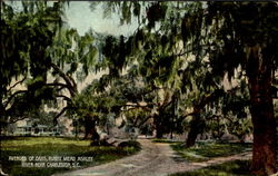 Avenues Of Oaks Charleston, SC Postcard Postcard