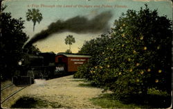 A Trip Through The Land Of Oranges And Palms Scenic, FL Postcard Postcard