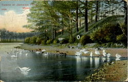 Swans At Jamaica Pond Postcard