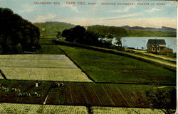 Cranberry Bog Postcard