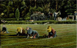 Cranberry Picking Postcard