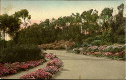 A Flower Bordered Drive Postcard