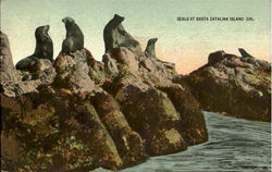 Seals At Santa Catalina Island Postcard