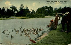 Feeding Wild Ducks On Stowe Lake, Golden Gate Park Postcard