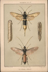 Le Sirex Geant. Life cycle of an insect. Postcard