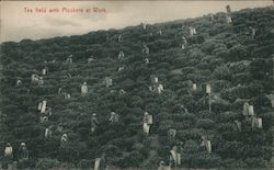 Tea field with Pluckers at Work Ceylon, Sri Lanka Southeast Asia Postcard Postcard Postcard