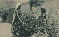 Tea Pluckers, Ceylon Sri Lanka Southeast Asia Postcard Postcard Postcard