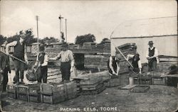 Men Packing Eels In Toome Ireland Postcard Postcard Postcard