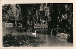 Solitary swan on the pond, Mscheno Bad Postcard