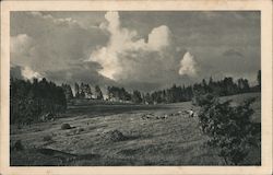 Cows grazing in the meadow, Occupied Czechoslovakia Postcard Postcard Postcard