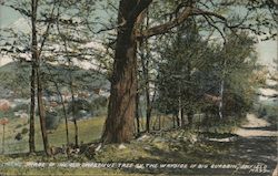 Shade of the Old Chestnut Tree by the Wayside of Big Burbin Postcard