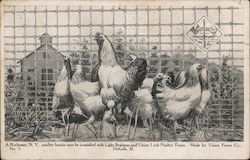 A poultry fancier says he is satisfied with Light Brahmas and Union Lock Poultry Fence. Made by Union Fence Co., DeKalb Rocheste Postcard