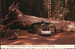 A Tunnel "Drive-Thru" Tree, Redwood Forests, California Postcard