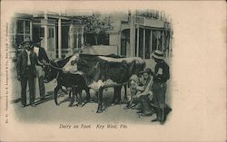 Man with cow-Dairy on foot Key West, FL Postcard Postcard Postcard