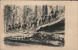 US Calvary crossing Mariposa Grove on fallen tree Postcard