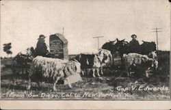 Cop V. Edwards-man standing with sheep Postcard