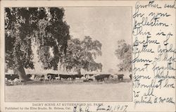 Dairy Scene at Rutherford Ag Farm Postcard