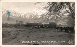 Cattle Ranch, High Sierras in the Distance Bishop, CA Postcard Postcard Postcard