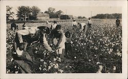 Picking Cotton Black Americana Postcard Postcard Postcard