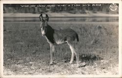 Wish You Were Here - What a Time We'd Have Donkeys Postcard Postcard Postcard