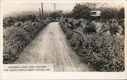 Driveway Lined with Zinnias on the Mauzy Ranch Tustin, CA Postcard Postcard Postcard