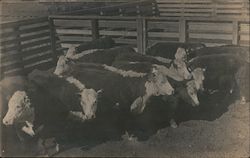 Group of Cows in Fenced-In Pen Postcard