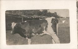 Single Cow Postcard