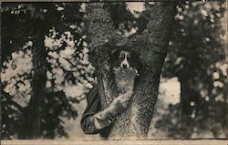 Man Holds Dog up to Poke Head Through Hole in Tree Trunk Dogs Postcard Postcard Postcard