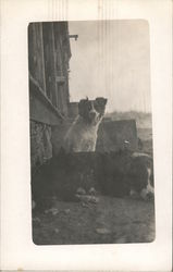 Two Dogs, One Laying Down, and One Looking at you. Postcard