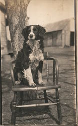 Black and White Dog on a Chair Under a Tree, Waiting Patiently Dogs Postcard Postcard Postcard