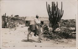 Man on Donkey Donkeys Postcard Postcard Postcard