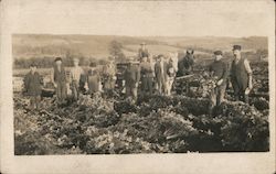 Workers Harvesting Crops (Celery?) in Field Postcard