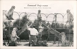 Command Performance, Benson Wild Animal Farm Hudson, NH Postcard Postcard Postcard