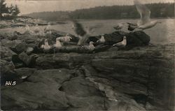 Seagulls on rocks by a Bay Postcard