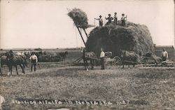 Stacking Alfafa in Nebraska Postcard