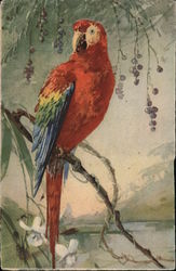 Scarlet Macaw Parrot on a Branch Birds Postcard Postcard Postcard