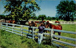 Horse Farm Postcard