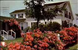 Roses On Cape Cod Postcard