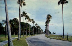 Majestic Royal Palm Line Clearwater, FL Postcard Postcard