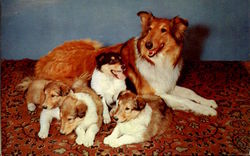 Collie And Pups Dogs Postcard Postcard