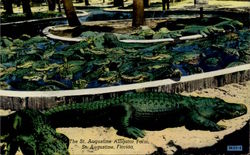 The St. Augustine Alligator Farm Florida Postcard Postcard