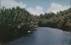 Ylig River Guam South Pacific Postcard Postcard Postcard