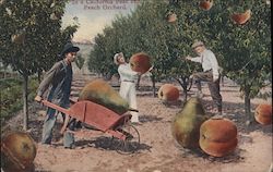 Working in a Giant Pear and Peach Orchard, California Exaggeration Postcard Postcard Postcard