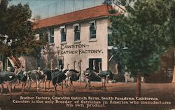 Cawston Ostrich Feather Factory Postcard